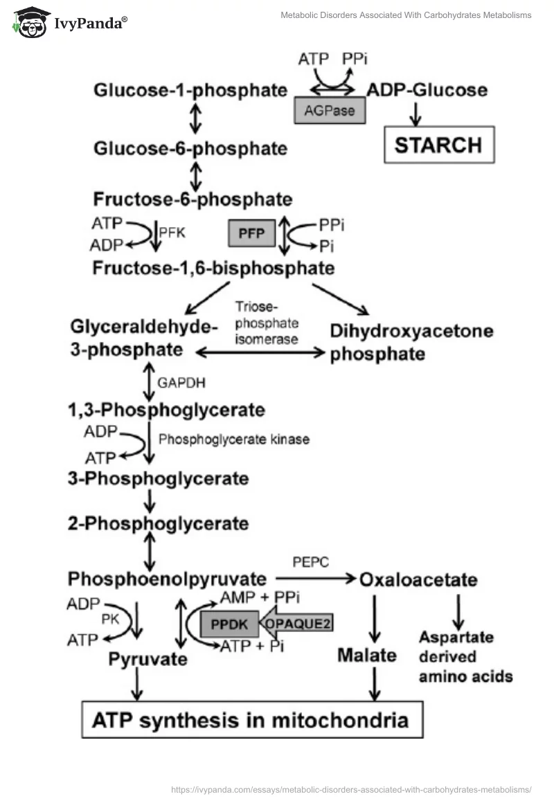 Metabolic Disorders Associated With Carbohydrates Metabolisms. Page 4