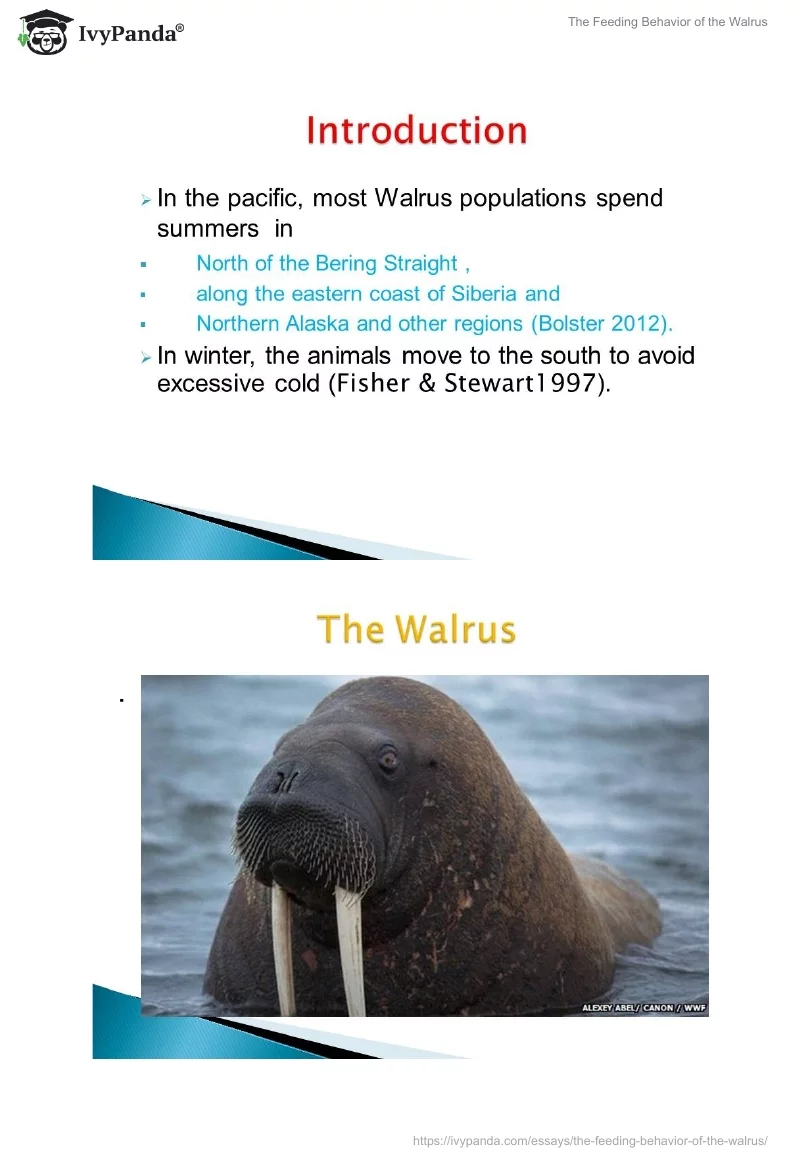 The Feeding Behavior of the Walrus. Page 3