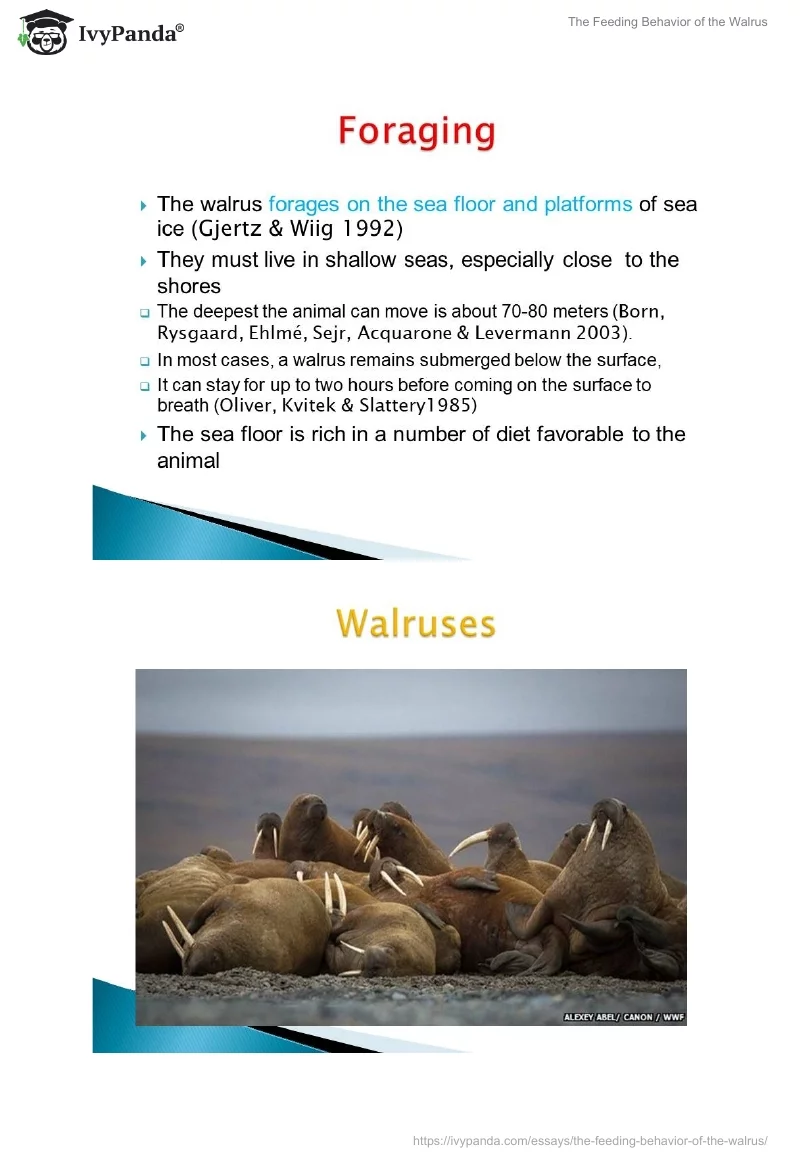 The Feeding Behavior of the Walrus. Page 5