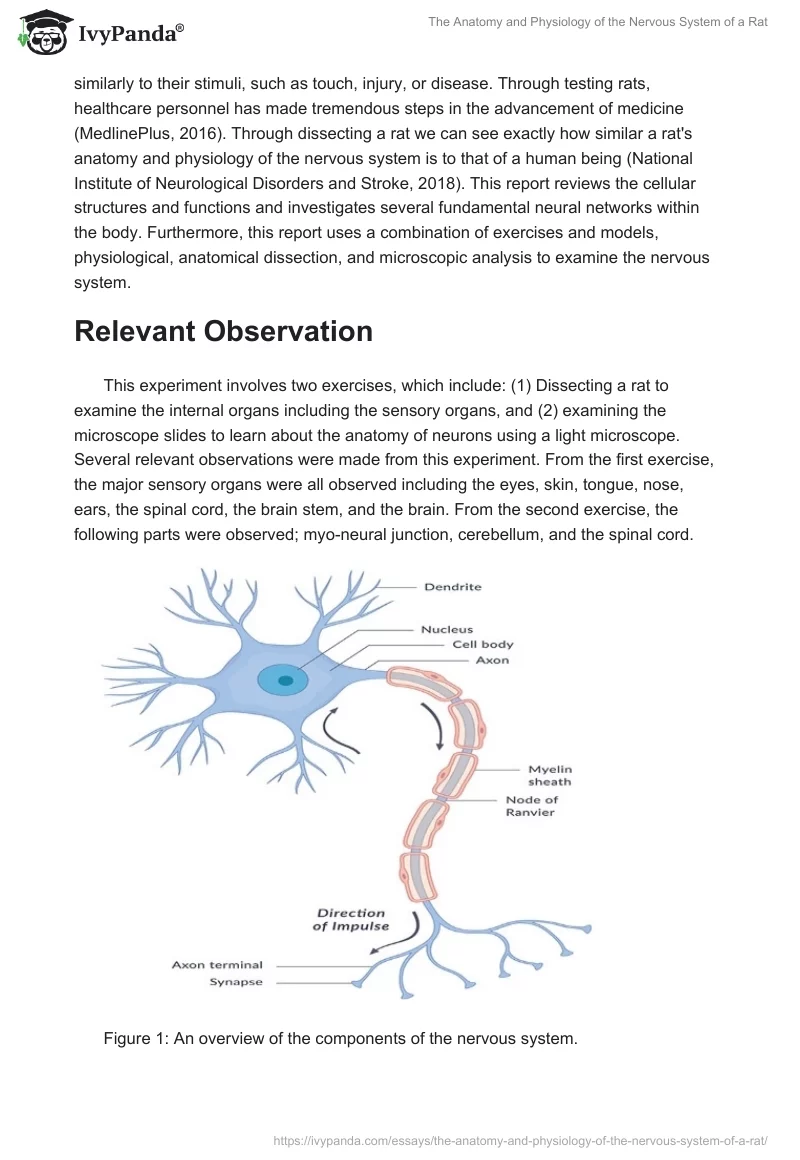 The Anatomy and Physiology of the Nervous System of a Rat. Page 2