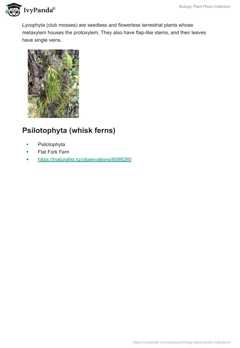 Biology: Plant Photo Collection. Page 3