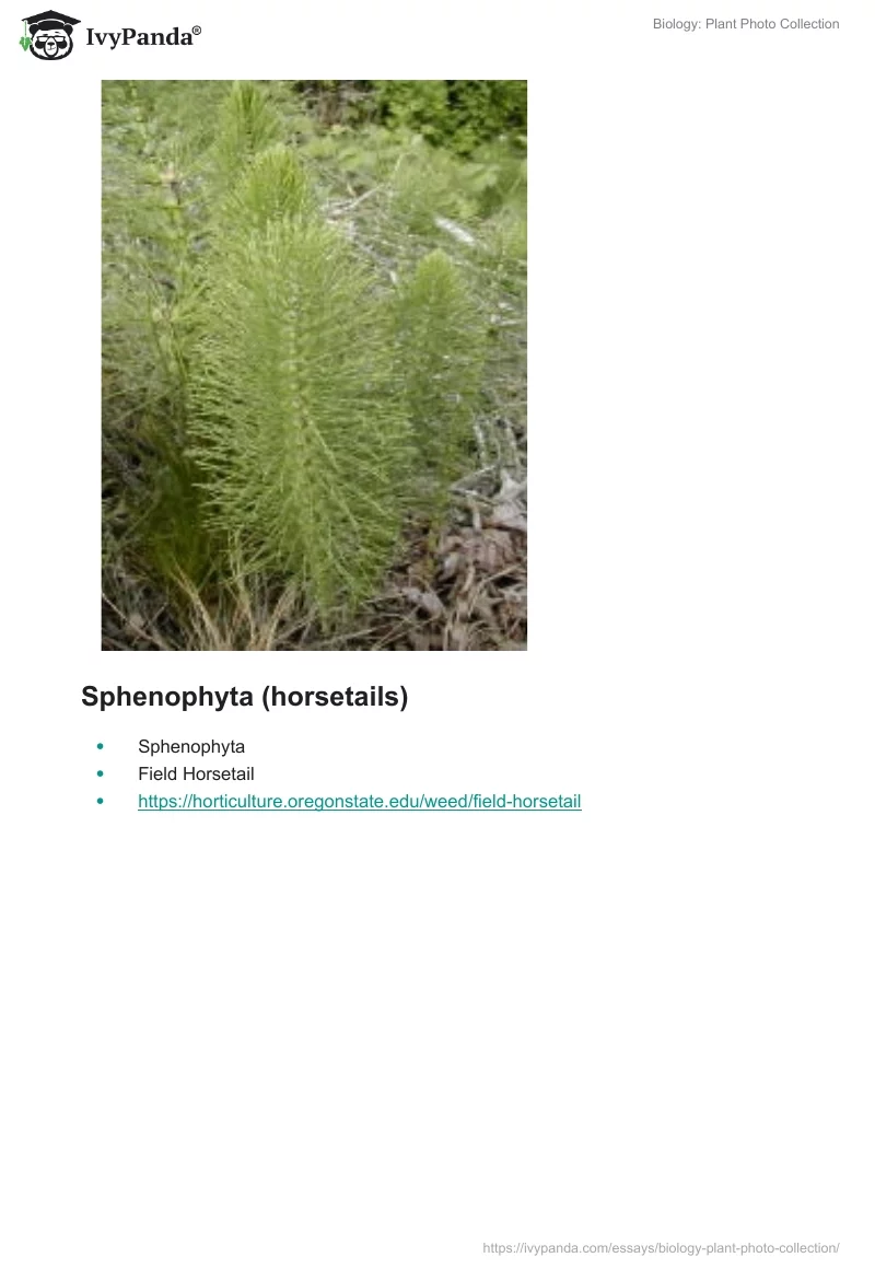 Biology: Plant Photo Collection. Page 4