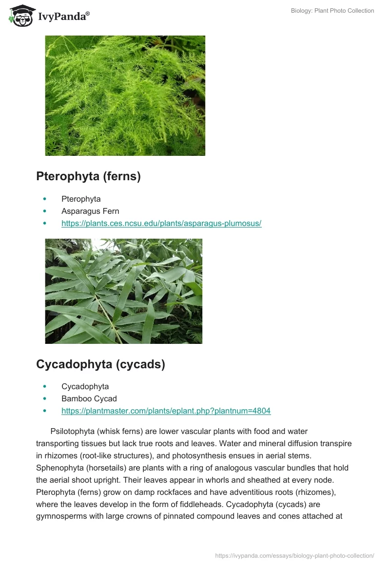 Biology: Plant Photo Collection. Page 5