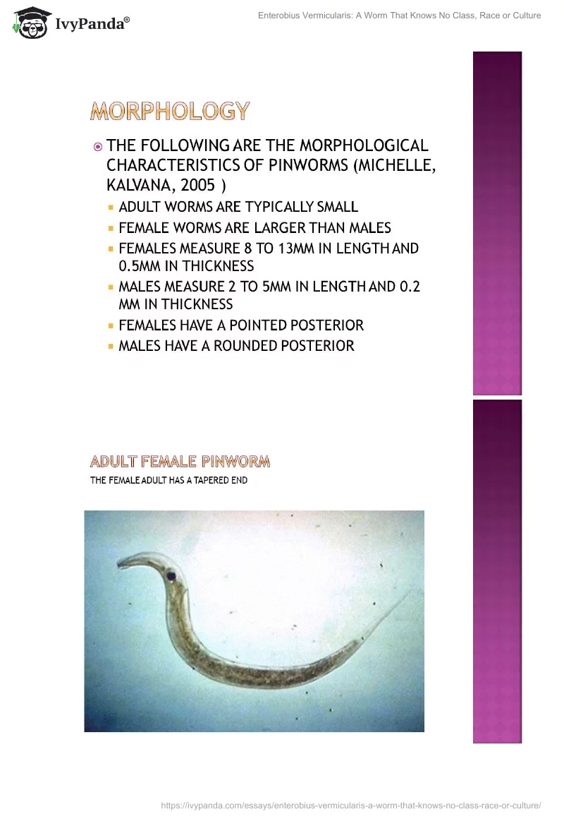 Enterobius Vermicularis: A Worm That Knows No Class, Race or Culture. Page 3