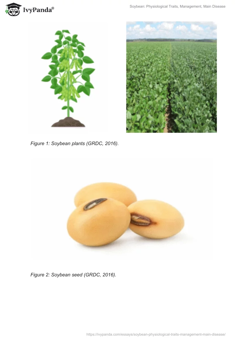 Soybean: Physiological Traits, Management, Main Disease. Page 2