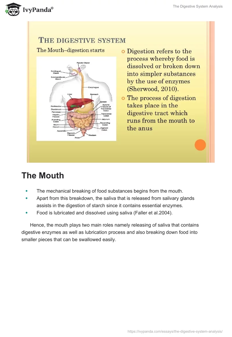 The Digestive System Analysis. Page 2