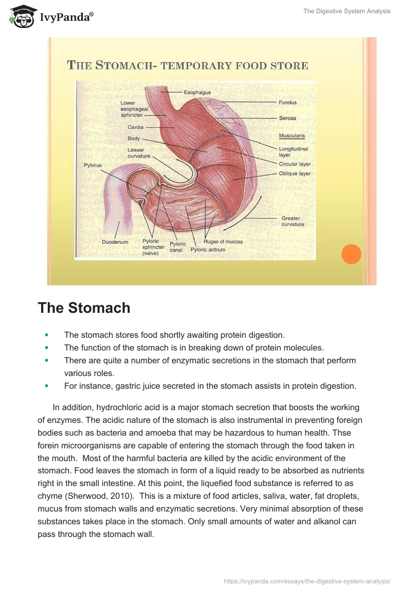 The Digestive System Analysis. Page 5