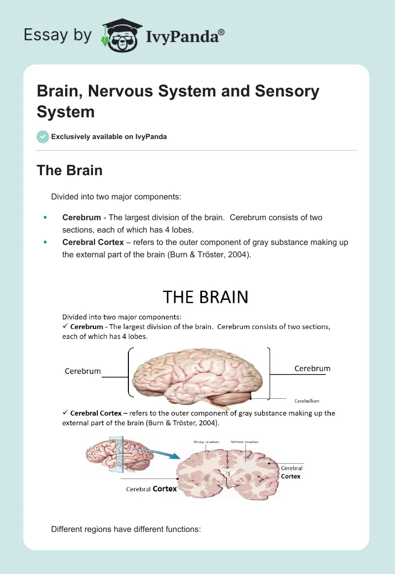 Brain, Nervous System and Sensory System. Page 1