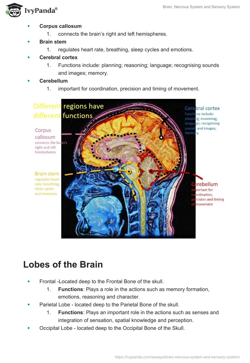 Brain, Nervous System and Sensory System. Page 2