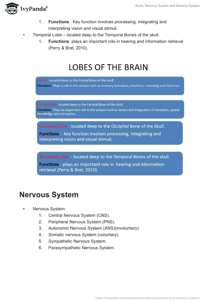 Brain, Nervous System and Sensory System. Page 3