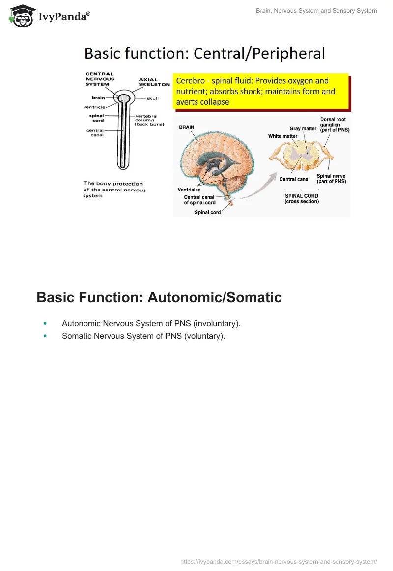 Brain, Nervous System and Sensory System. Page 5