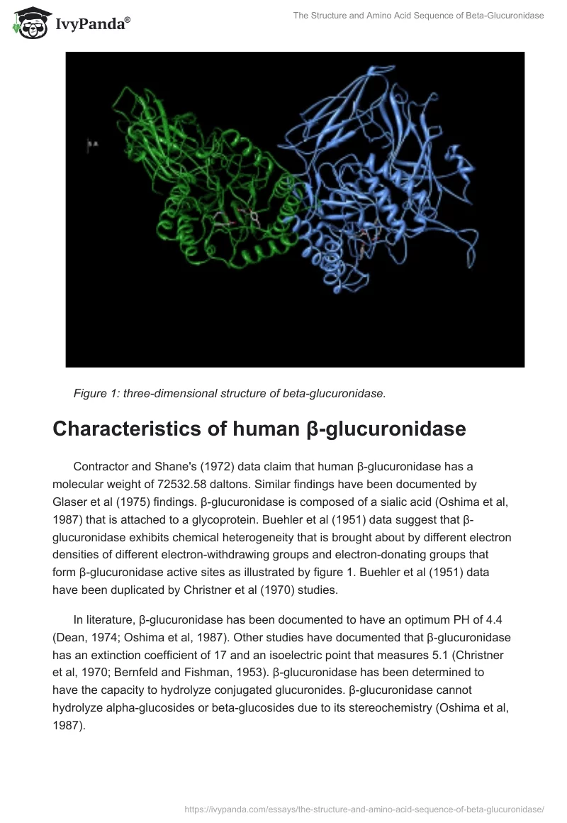 The Structure and Amino Acid Sequence of Beta-Glucuronidase. Page 2