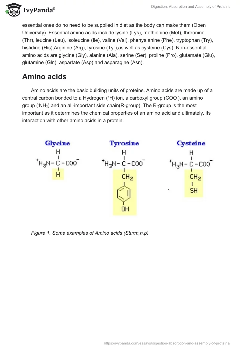 Digestion, Absorption and Assembly of Proteins. Page 2