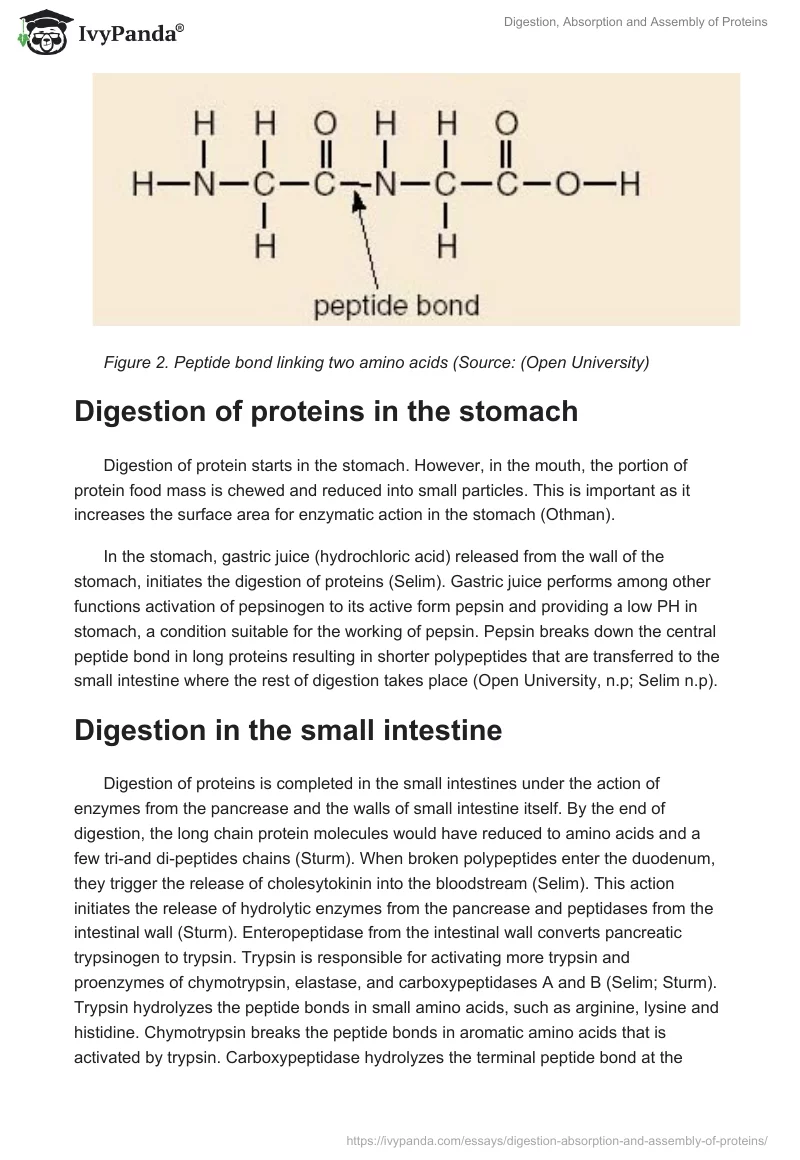 Digestion, Absorption and Assembly of Proteins. Page 3