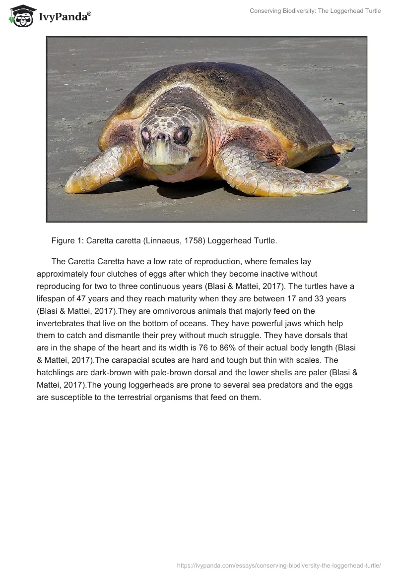 Conserving Biodiversity: The Loggerhead Turtle. Page 2