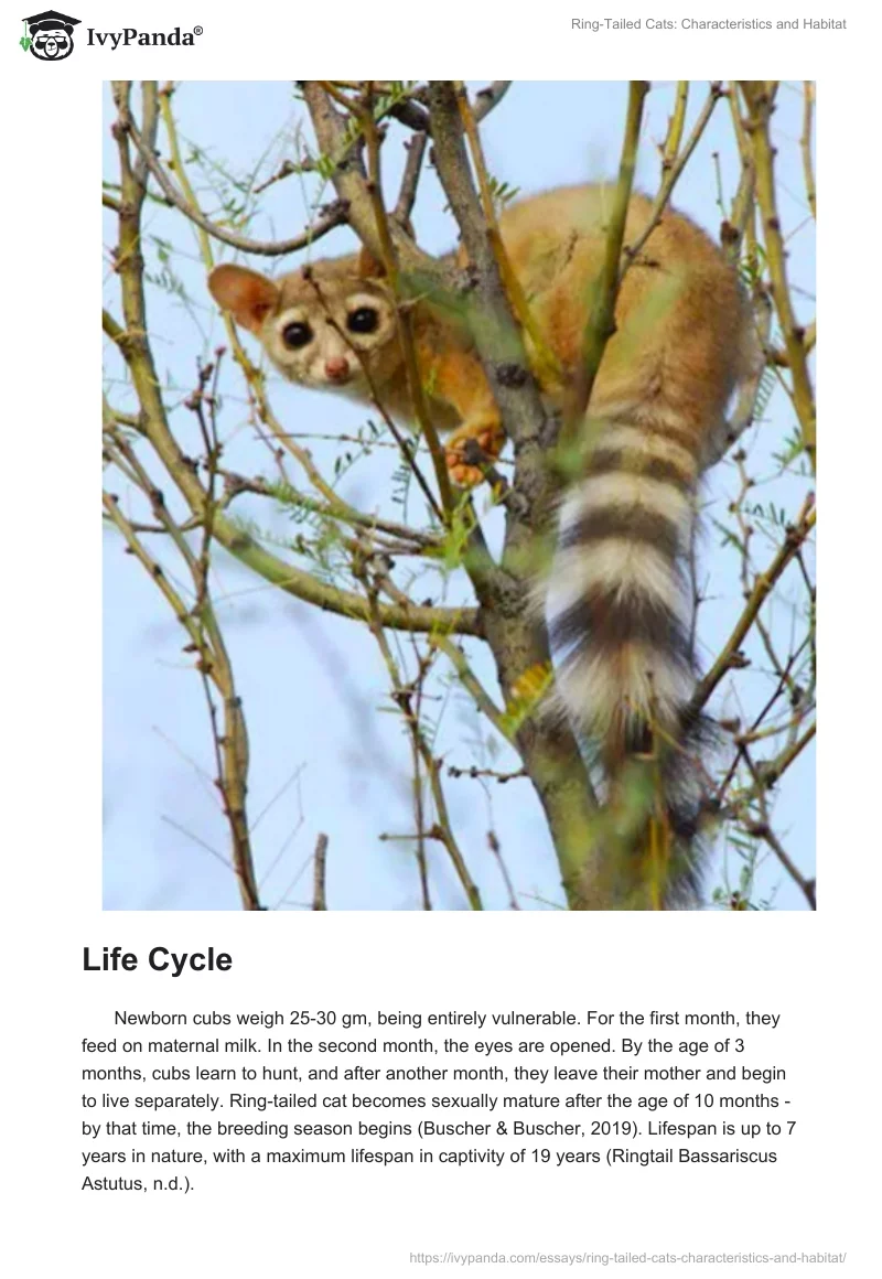 Ring-Tailed Cats: Characteristics and Habitat. Page 2