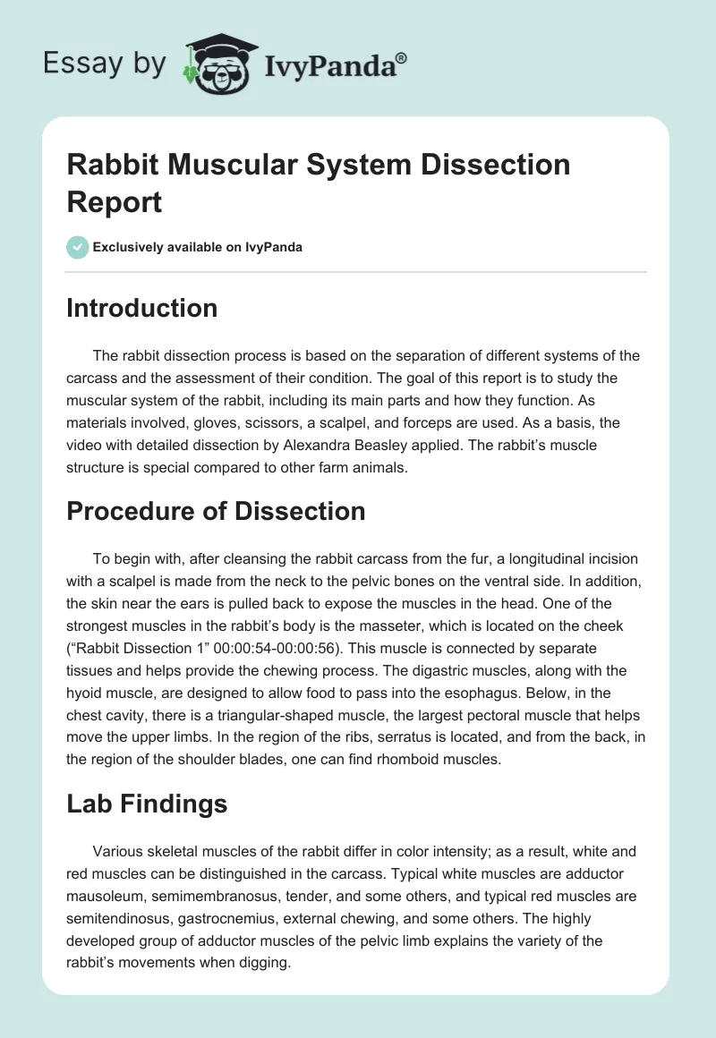 Rabbit Muscular System Dissection Report. Page 1