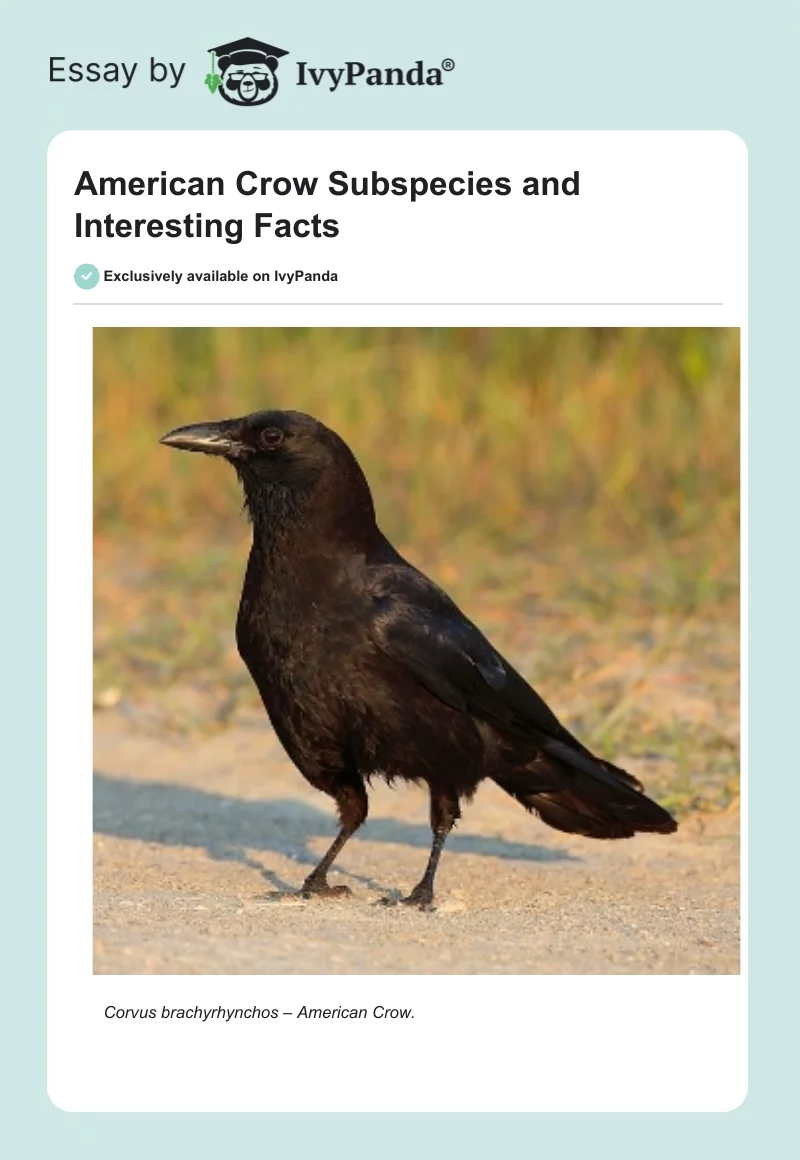 American Crow Subspecies and Interesting Facts. Page 1