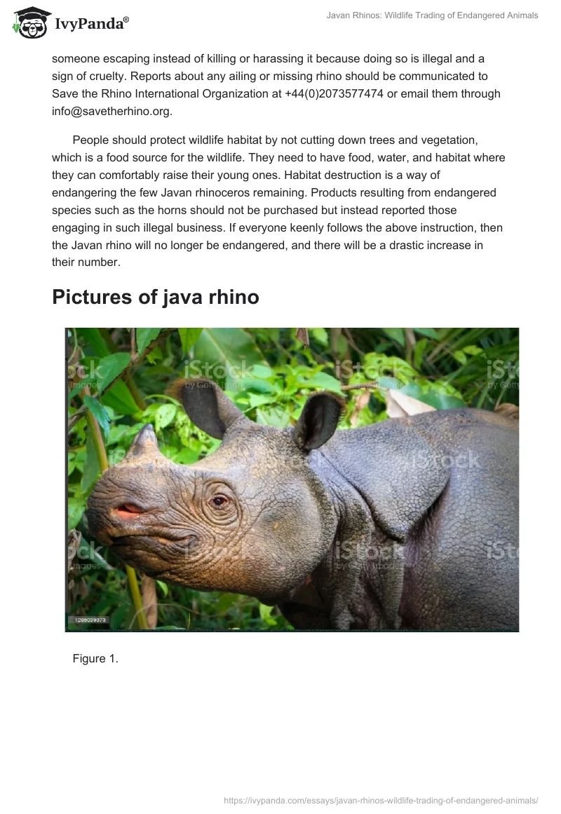 Javan Rhinos: Wildlife Trading of Endangered Animals. Page 3