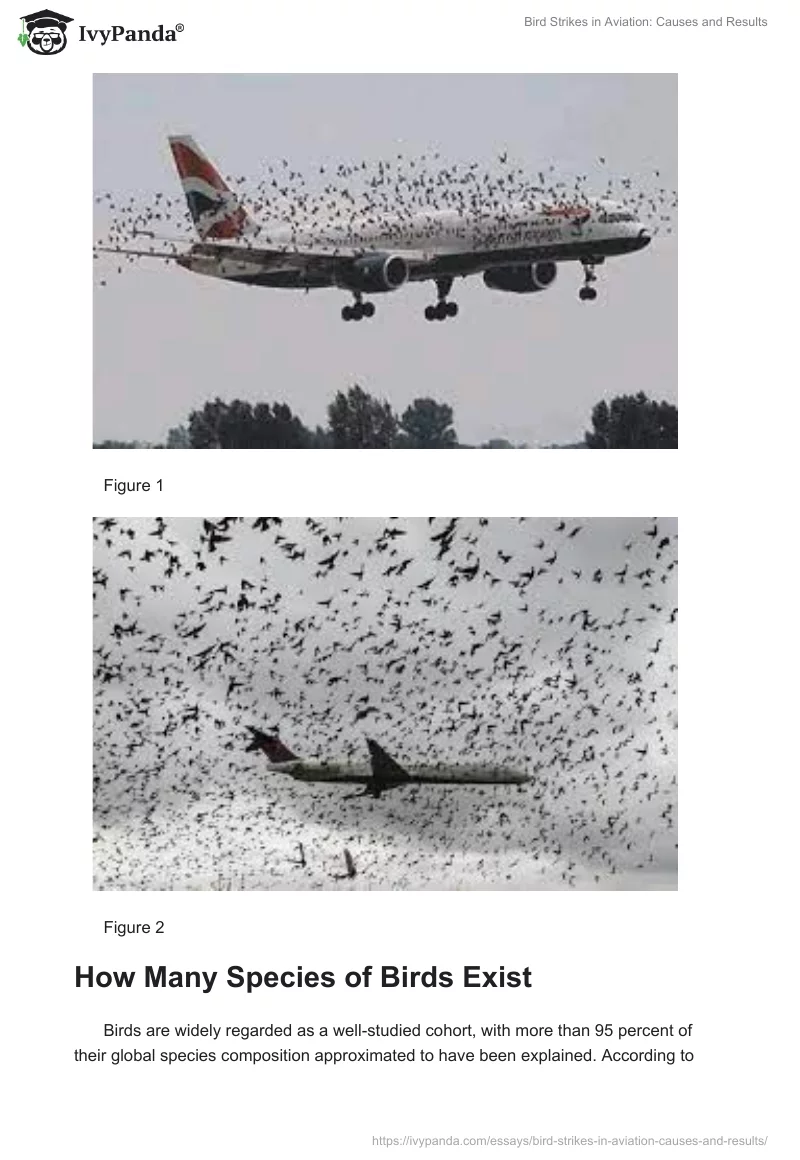 Bird Strikes in Aviation: Causes and Results. Page 2