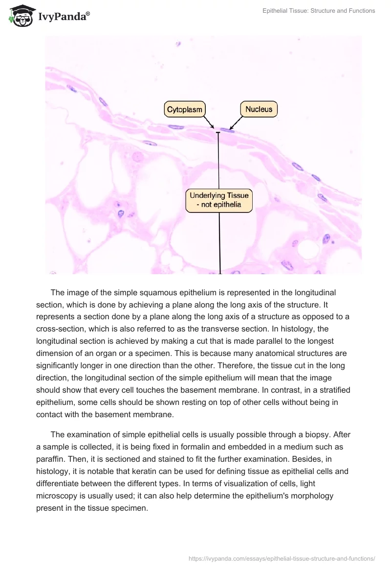 Epithelial Tissue: Structure and Functions. Page 3