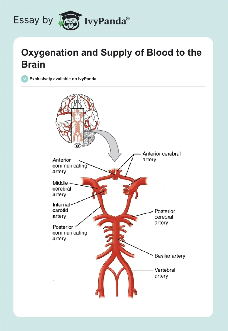 Oxygenation and Supply of Blood to the Brain. Page 1