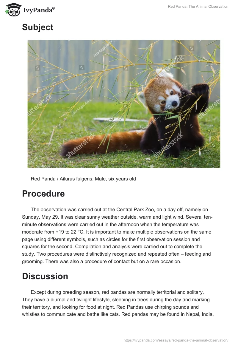 Red Panda: The Animal Observation. Page 2