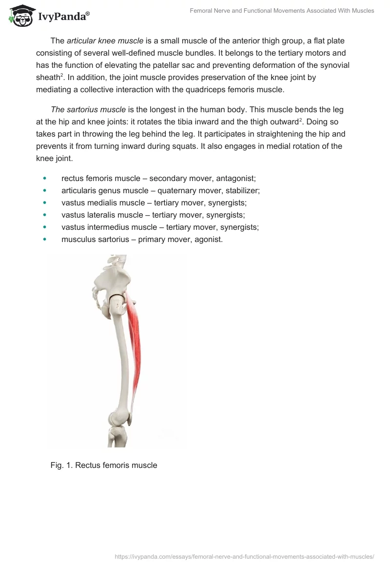 Femoral Nerve and Functional Movements Associated With Muscles. Page 2