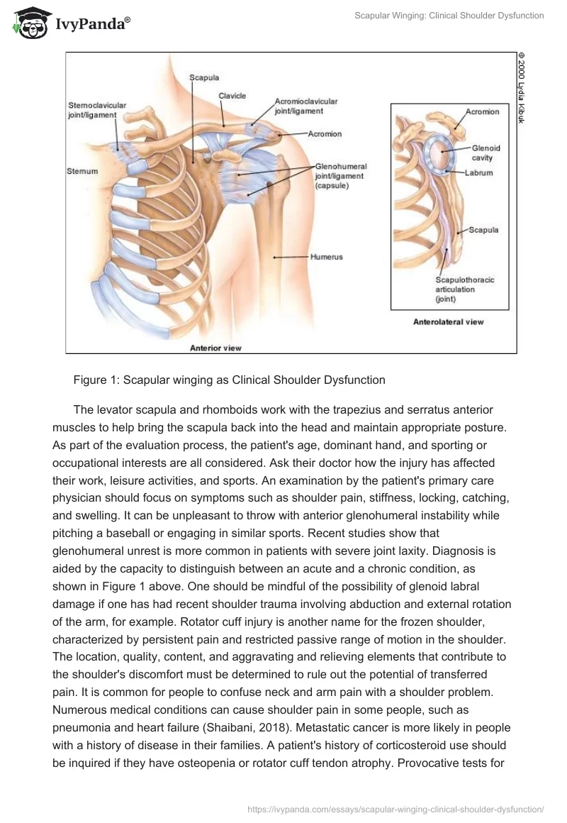 Scapular Winging: Clinical Shoulder Dysfunction. Page 2