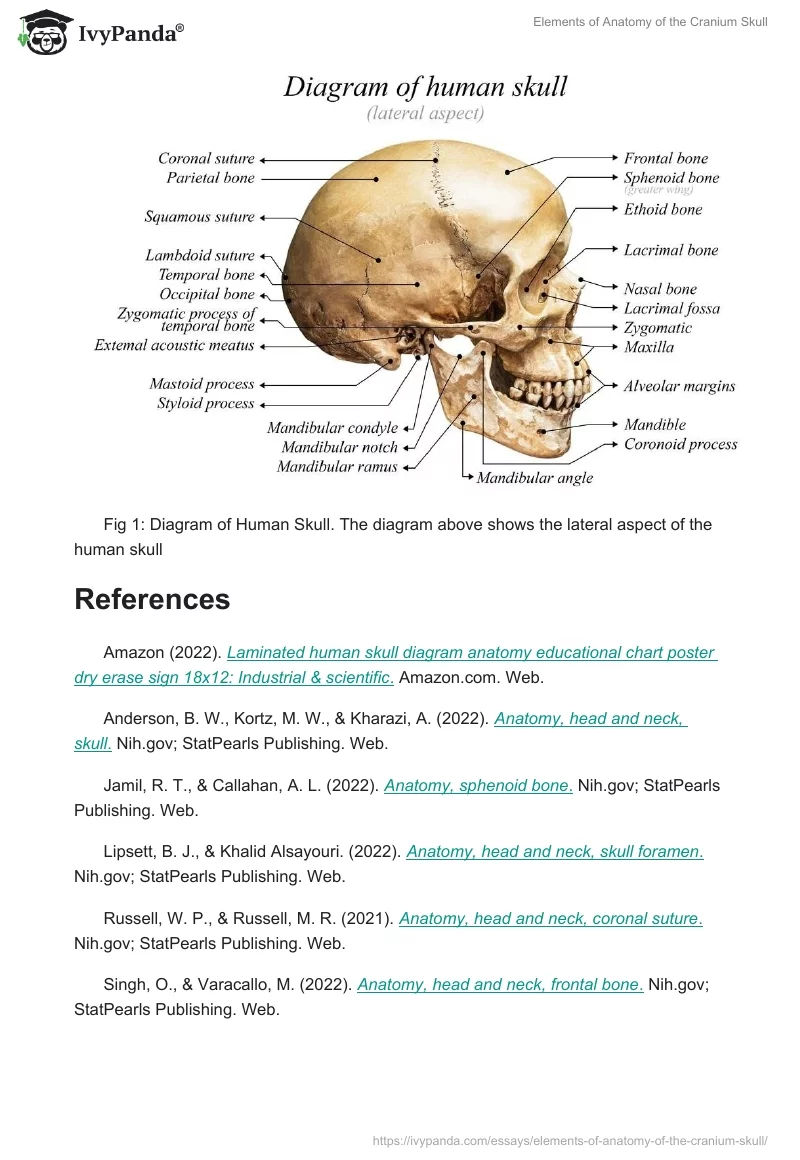 Elements of Anatomy of the Cranium Skull. Page 3