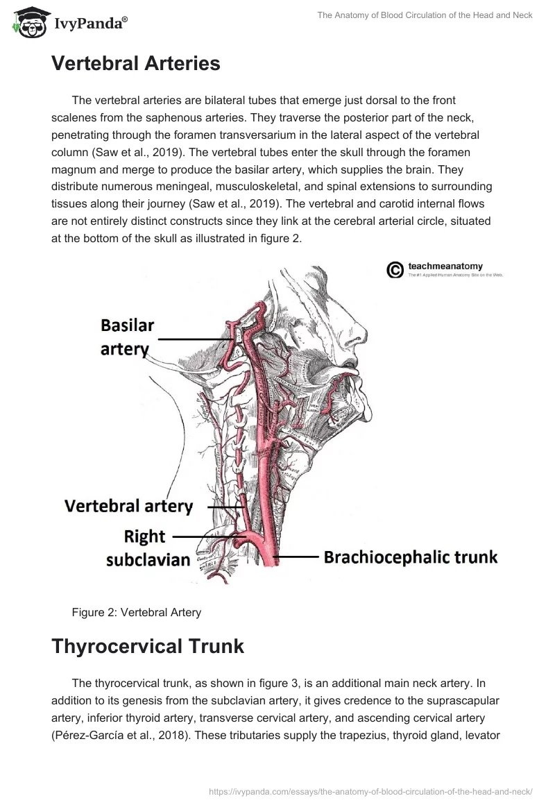 The Anatomy of Blood Circulation of the Head and Neck. Page 3