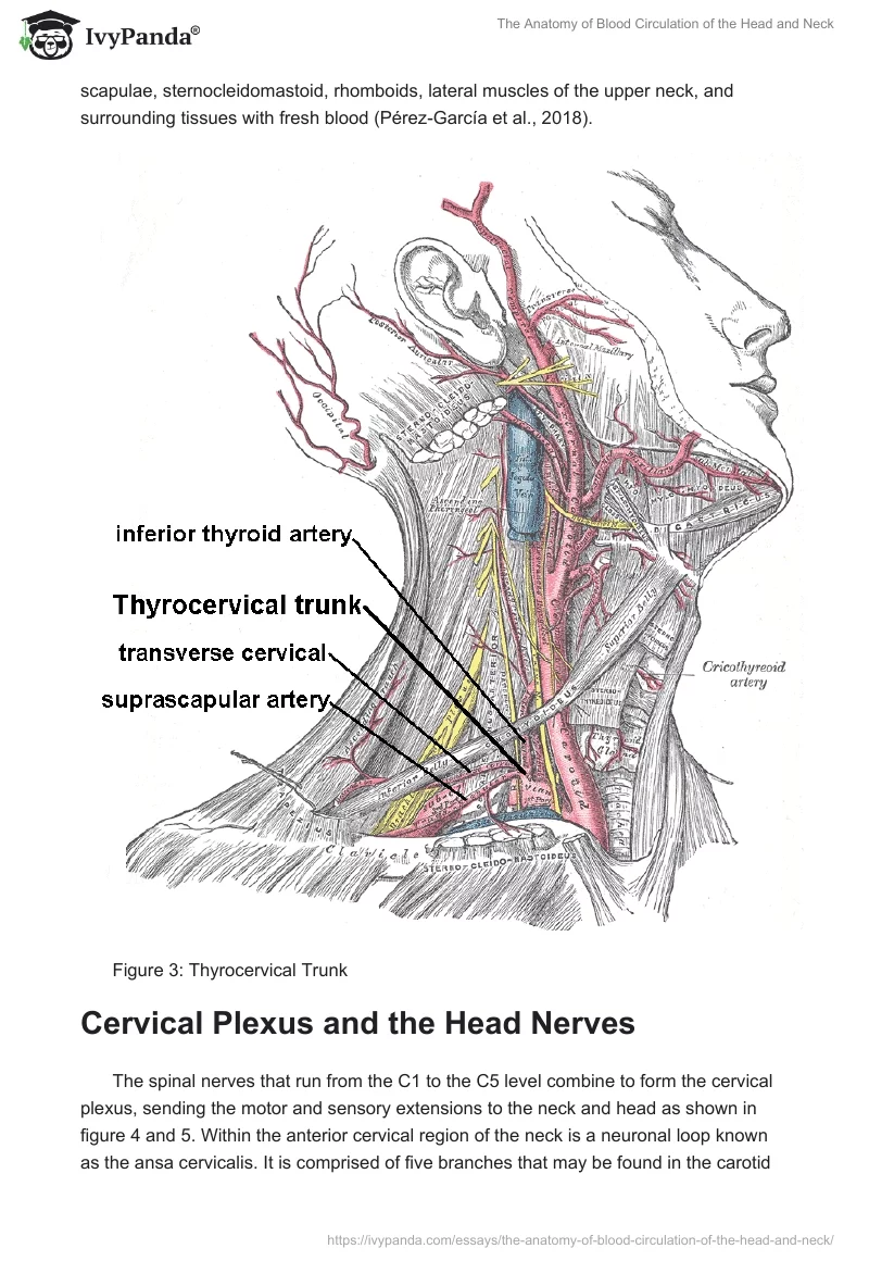 The Anatomy of Blood Circulation of the Head and Neck. Page 4