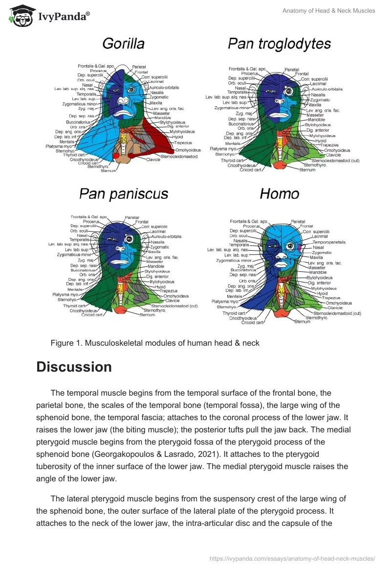 Anatomy of Head & Neck Muscles. Page 2