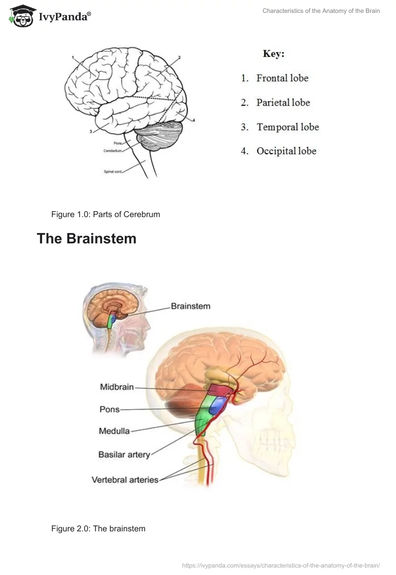 Characteristics of the Anatomy of the Brain. Page 2
