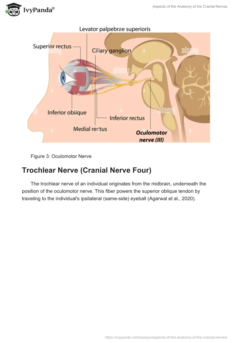 Aspects of the Anatomy of the Cranial Nerves. Page 5