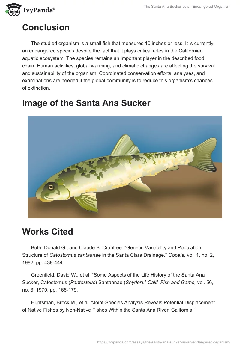 The Santa Ana Sucker as an Endangered Organism. Page 4