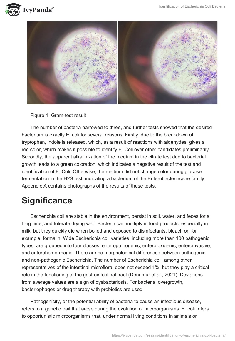 Identification of Escherichia Coli Bacteria. Page 5