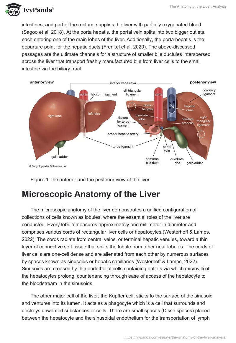 The Anatomy of the Liver: Analysis. Page 2