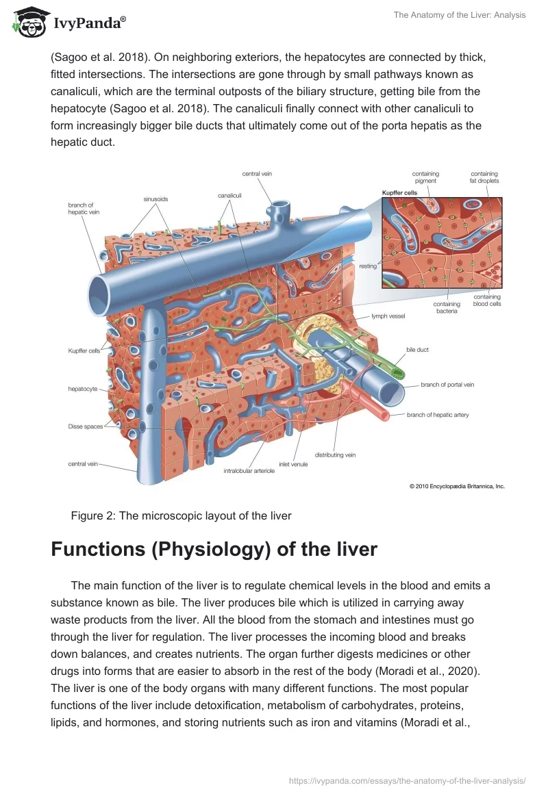 The Anatomy of the Liver: Analysis. Page 3