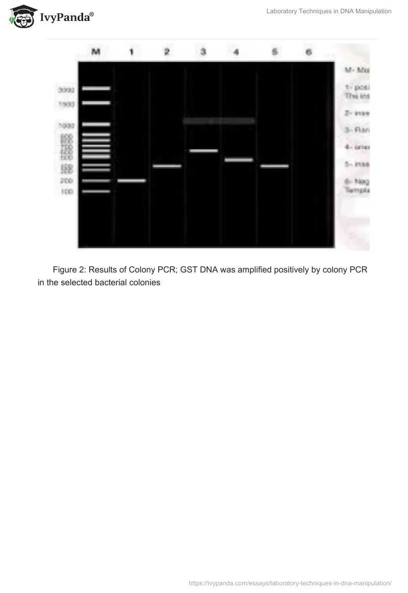 Laboratory Techniques in DNA Manipulation. Page 4