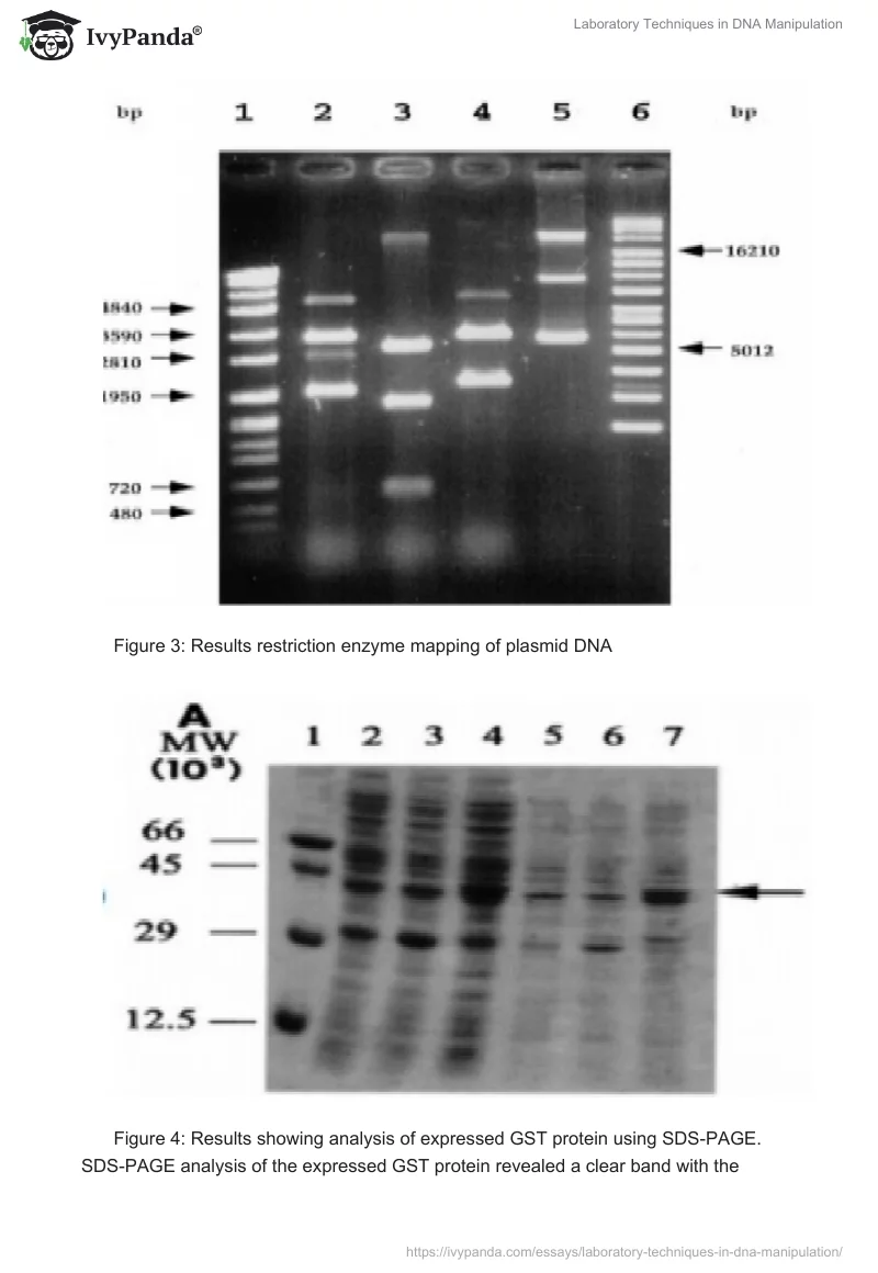 Laboratory Techniques in DNA Manipulation. Page 5