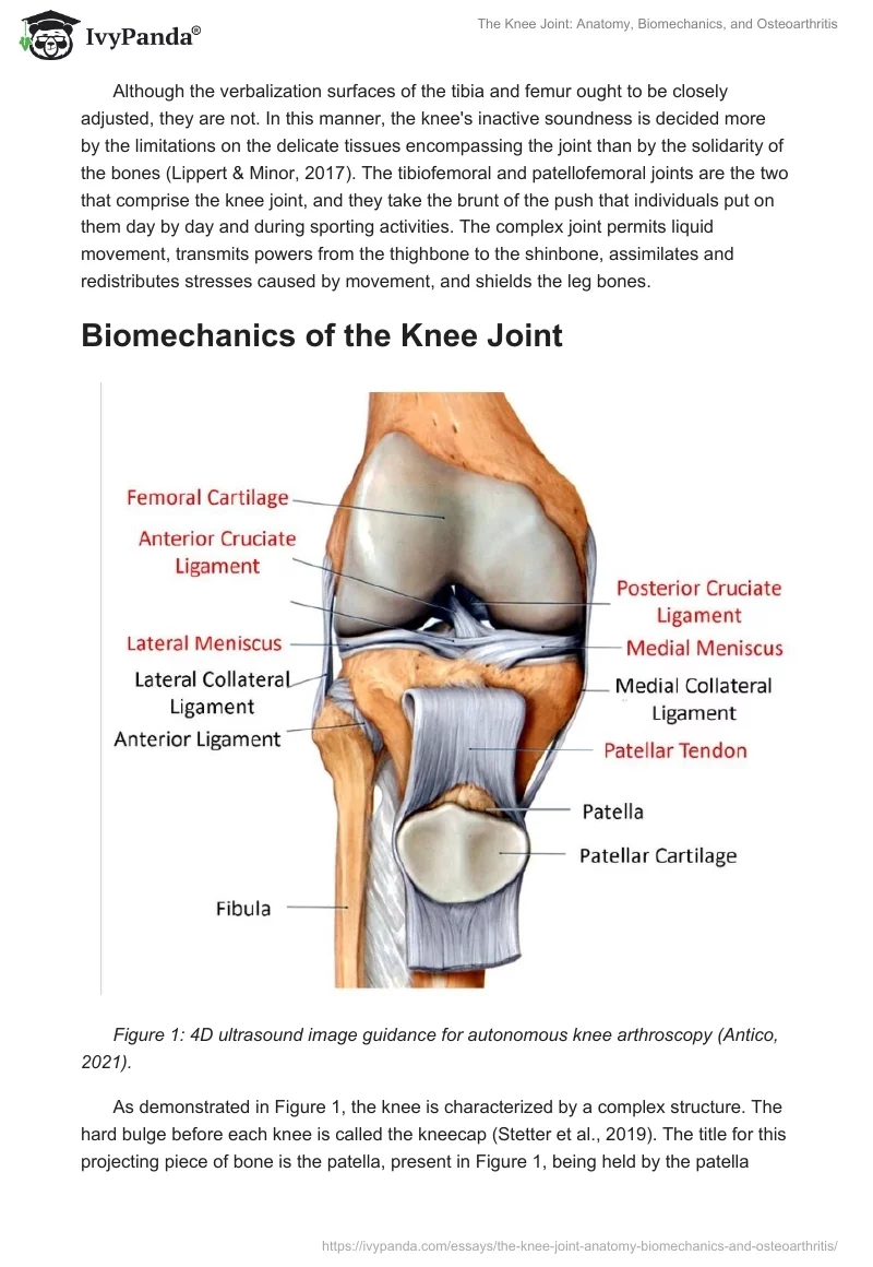 The Knee Joint: Anatomy, Biomechanics, and Osteoarthritis. Page 2