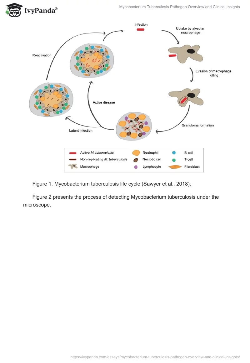 Mycobacterium Tuberculosis Pathogen Overview and Clinical Insights. Page 2