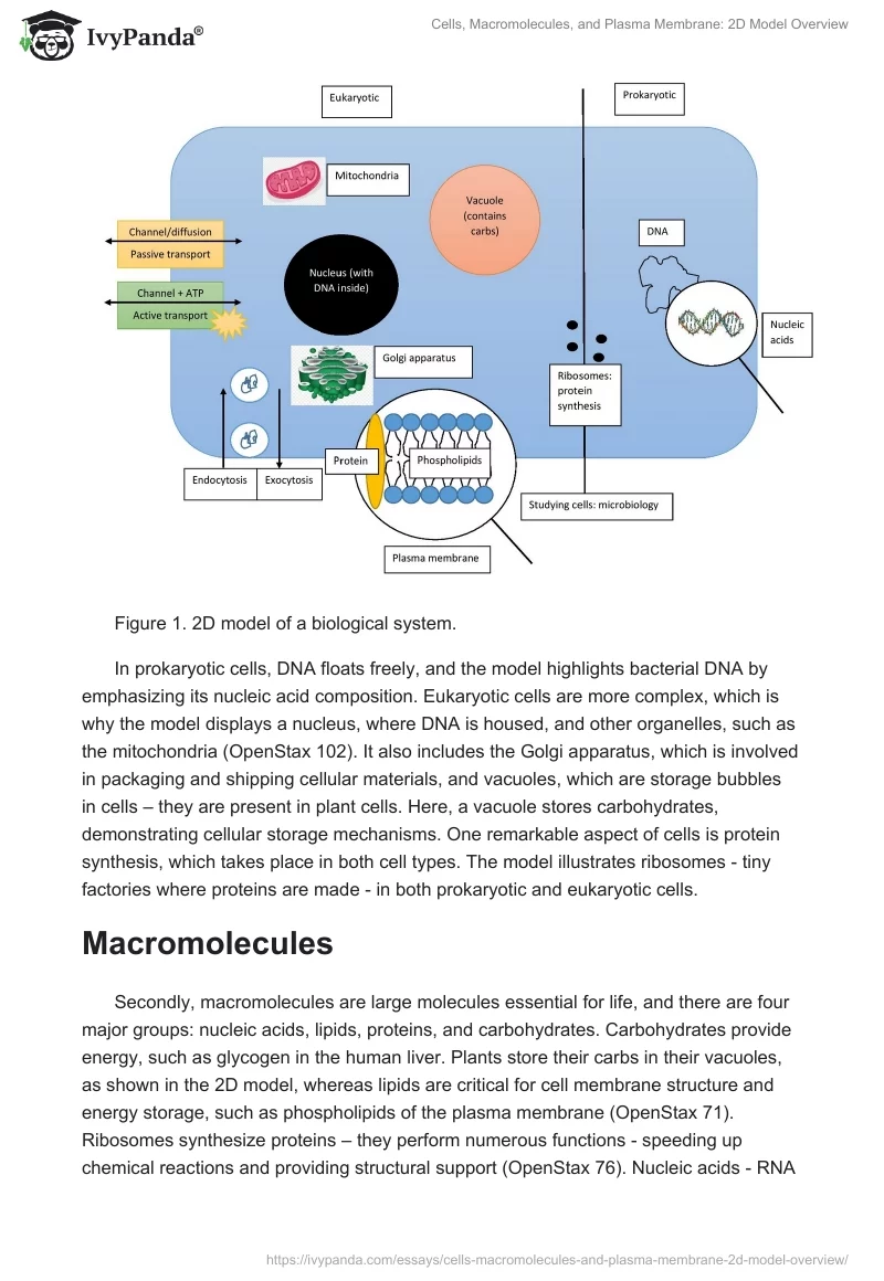 Cells, Macromolecules, and Plasma Membrane: 2D Model Overview. Page 2