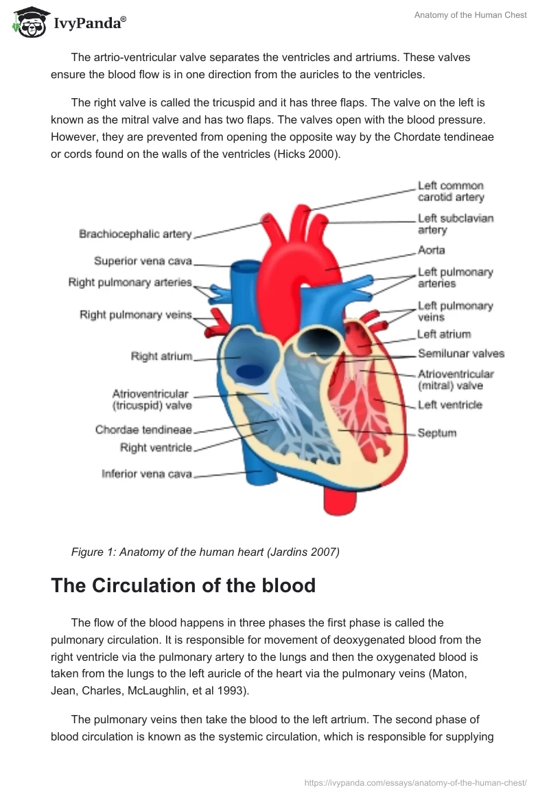 Anatomy of the Human Chest. Page 3