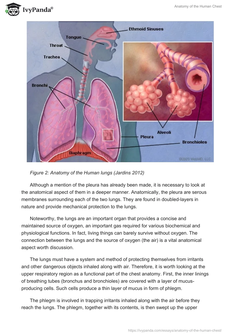 Anatomy of the Human Chest. Page 5